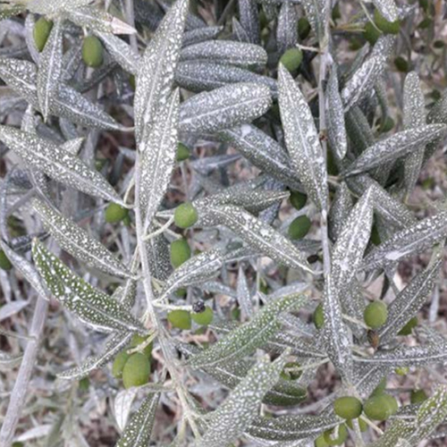 Caolino per olive: la soluzione naturale per la difesa dalle avversità