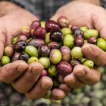 Olive Peranzana per olio extravergine di oliva : il gusto unico della Puglia Le olive Peranzana sono una varietà di olive autoctone della Puglia, coltivate principalmente nella provincia di Foggia.