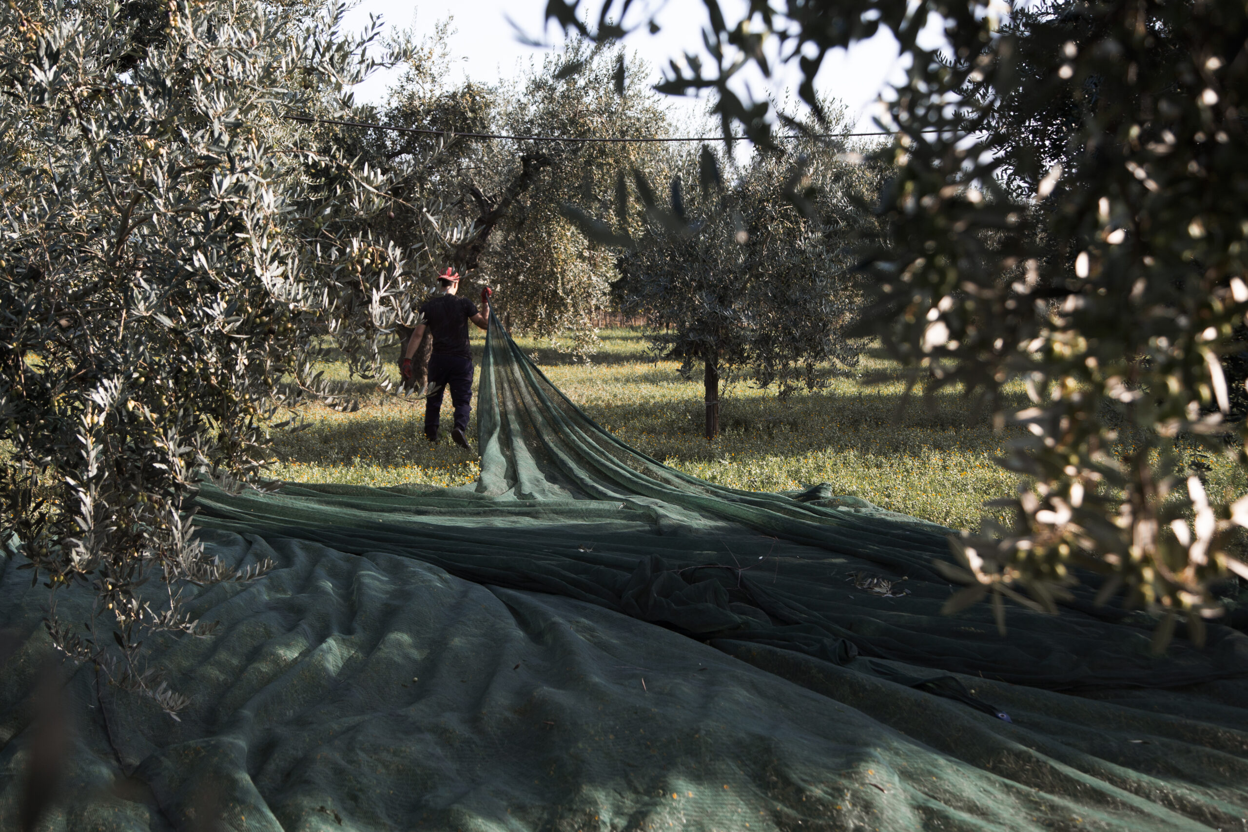 olio nuovo peranzana biologica